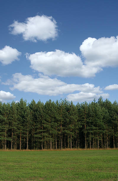 arbres avec des nuages cumulus - cumulate photos et images de collection
