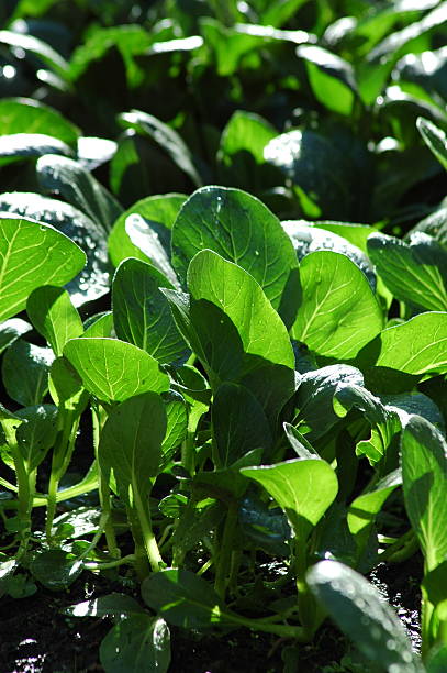 Verde de legumes - foto de acervo