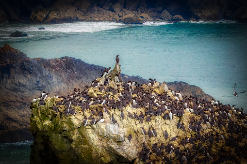 The Elegug Stacks, also named Stack Rocks, are situated just to the east of the Green Bridge of Wales. The two prominent limestone sea stacks rise up close to the cliffs from a boulder strewn bay. The word Elegug is Welsh for guillemot and there were certainly thousands of them nesting when we visited plus one opportunist peregrine falcon biding his time whilst hiding in the cliffs. There were also rafts of guillemots out to sea catching fish. Castlemartin Range, United Kingdom.