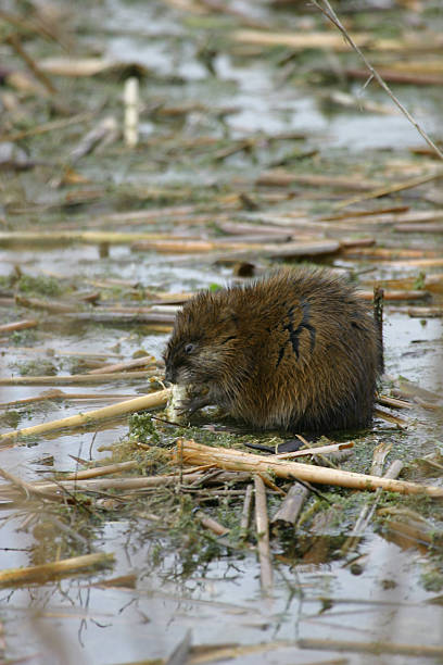 Muskrat having dinner stock photo