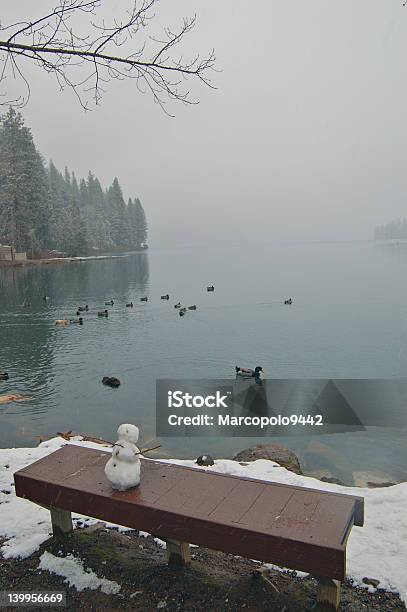 Inverno Pomeriggio - Fotografie stock e altre immagini di Acqua - Acqua, Ambientazione esterna, Anatra - Uccello acquatico