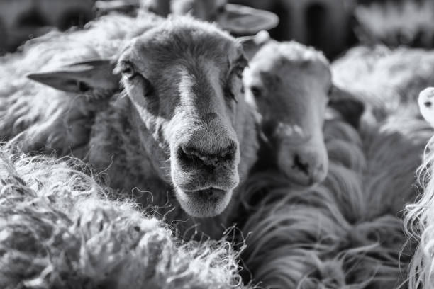 羊の群 - suffolk east anglia rural scene non urban scene ストックフォトと画像