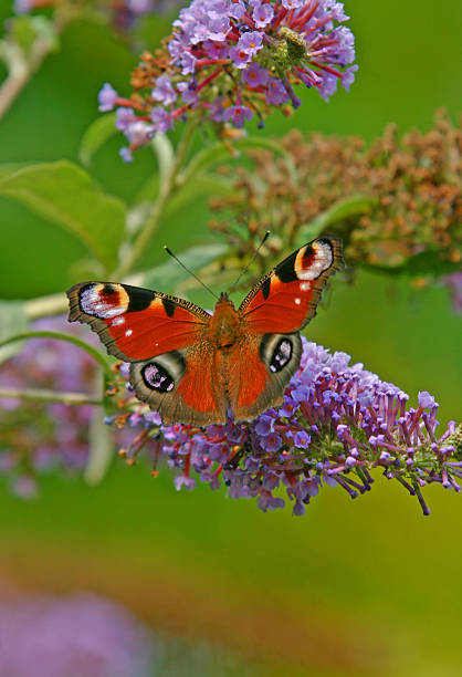 Peacock Butterfliy Inachis io peacock butterfly feeding off budlia in an oxforshire garden oxford michigan photos stock pictures, royalty-free photos & images