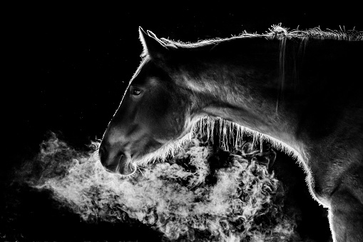 A ranch horse exhales during a cold January night.