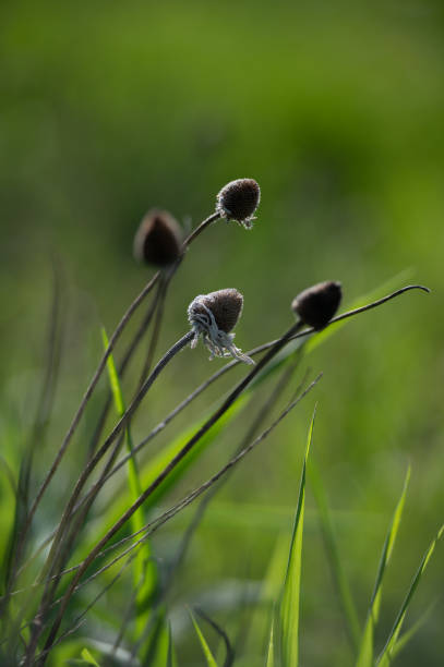 susan aux yeux noirs (rudbeckia) séchée tiges avec des têtes de graines dans une prairie - seed head photos et images de collection