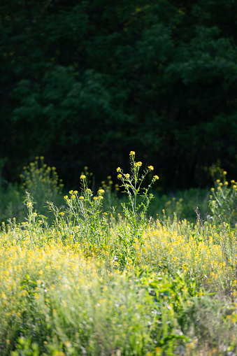 Goldenrod growing in a prairie with a wooded backdrop