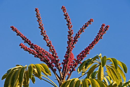 Fruit stalks of the Umbrella Tree (Brassaia actinophylla) against blue sky