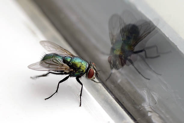 mosca doméstica & vidrio reflejo en primer plano - fly in fotografías e imágenes de stock