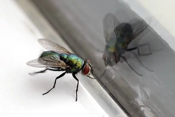 Photo of House Fly & Glass Reflection Closeup