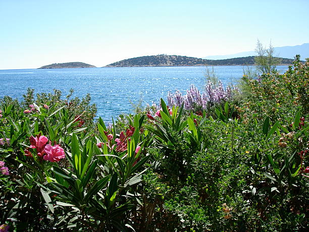 istock sea of flowers 139956967