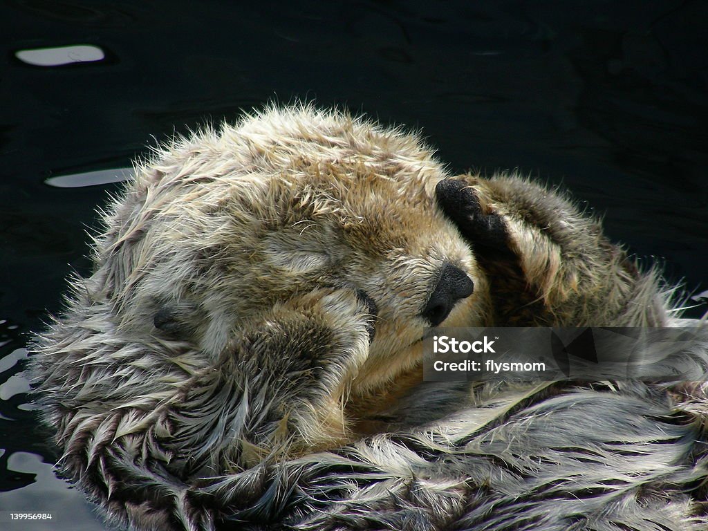 Sea Otter Sea Otter napping in enclosure at Vancouver Aquarium, Vancouver BC. Aquarium Stock Photo