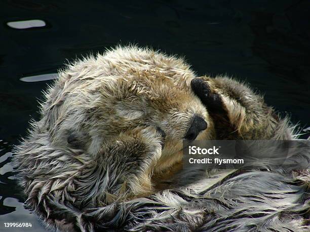 Sea Otter Stock Photo - Download Image Now - Aquarium, Sea Otter, Vancouver - Canada