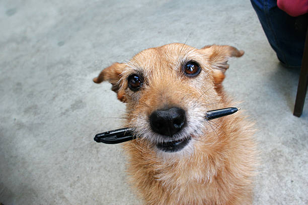 Lost your pen? stock photo