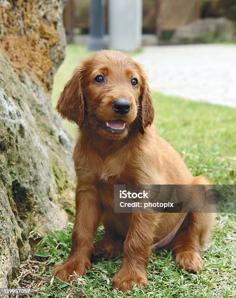 Setter Irlandés Cachorro Sentado Foto de stock y más banco de imágenes de Alerta - Alerta, Almohadillas - Pata de animal, Animal