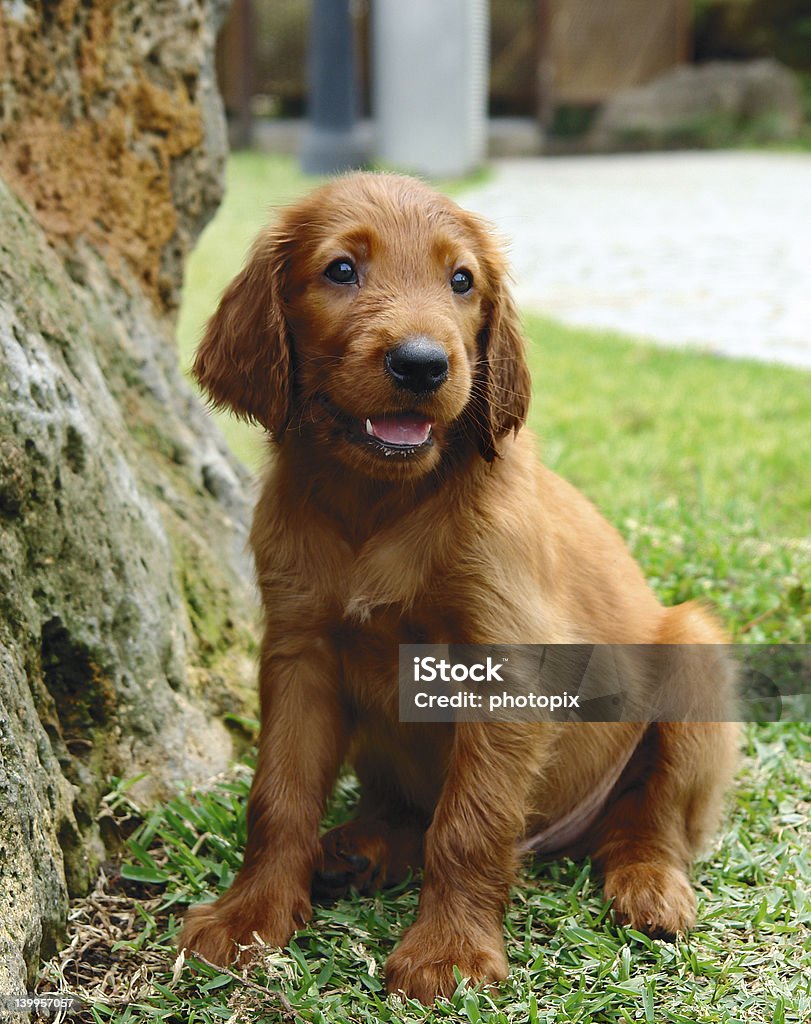 座っているアイリッシュ セッター子犬 - 2�匹のロイヤリティフリーストックフォト