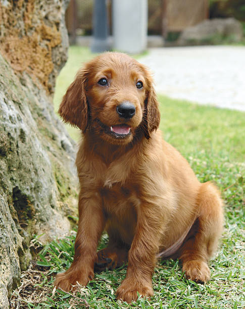istock Irish setter puppy sitting 139957057