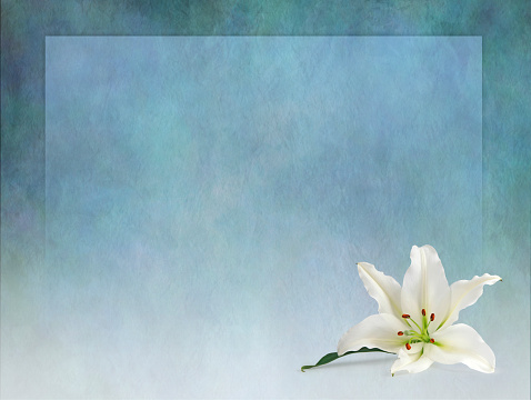rustic grunge jade green textured background with a while lily flower head in bottom right corner and copy space