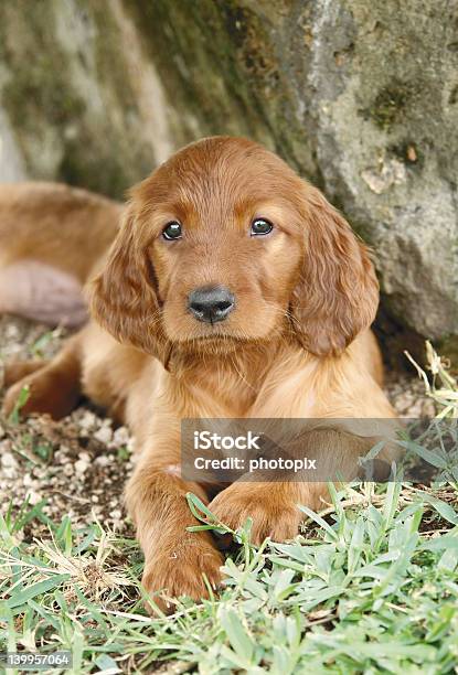 Photo libre de droit de Setter Irlandais Chiot Couché banque d'images et plus d'images libres de droit de Animal mâle - Animal mâle, Animaux de compagnie, Canidés