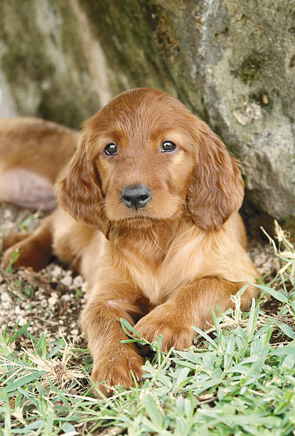 istock Irish setter puppy laying down 139957064
