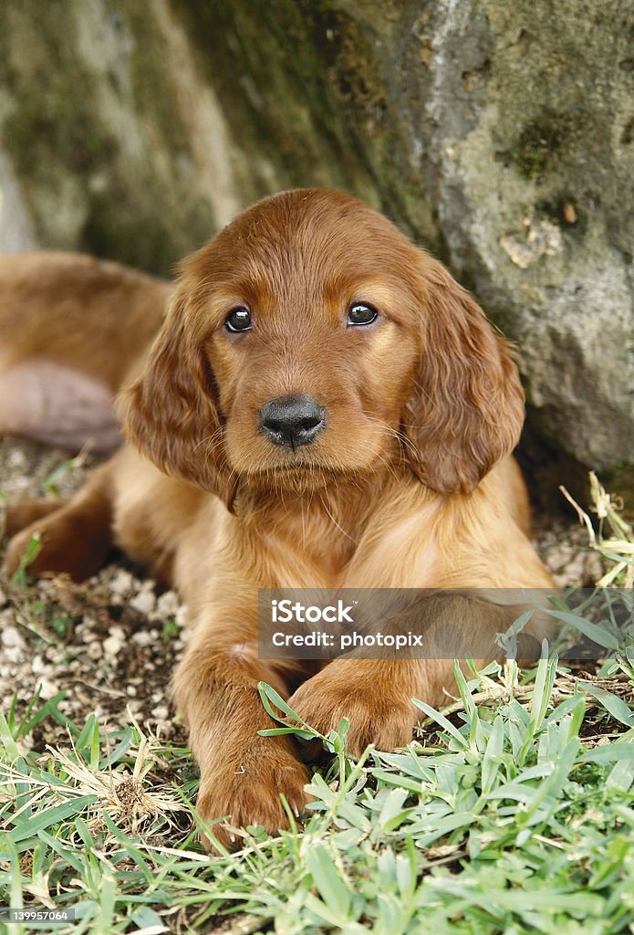 Irish setter puppy laying down Two months old pure breed red irish setter puppy laying down and looking seriously cute Alertness Stock Photo