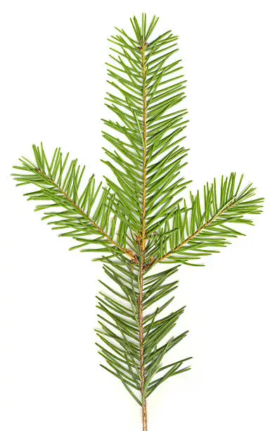 Douglas-fir, the main tree used in the Pacific Northwest for logging, Christmas trees, etc. Isolated against clean white; crisp, sharp image.