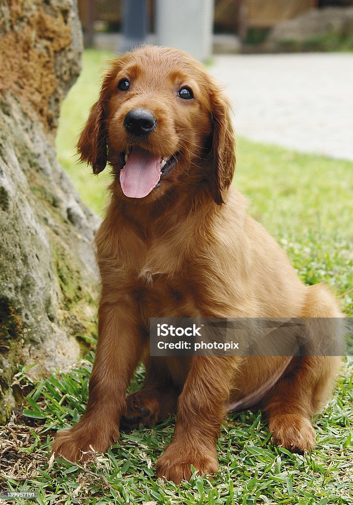 setter Irlandês cachorrinho - Foto de stock de Animais Machos royalty-free