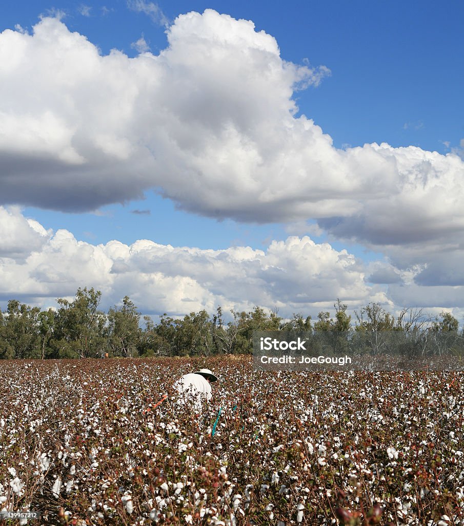 Pickin'de algodón - Foto de stock de Adulto libre de derechos