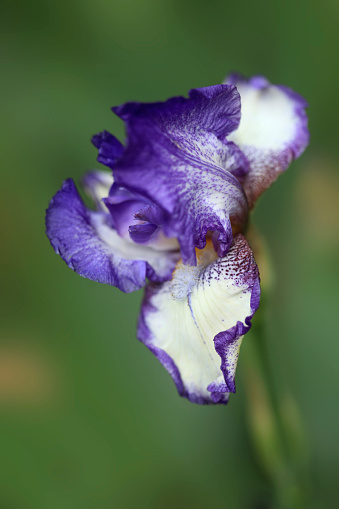 Colorful iris on nature background