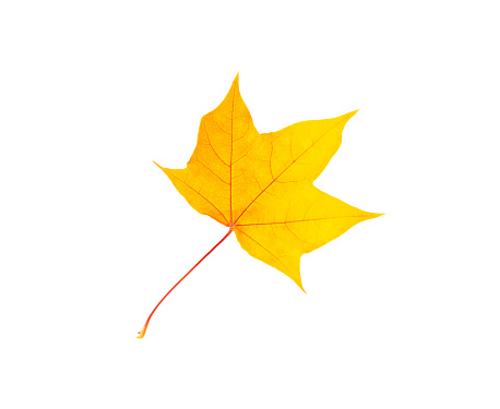 autumn yellow leaf isolated