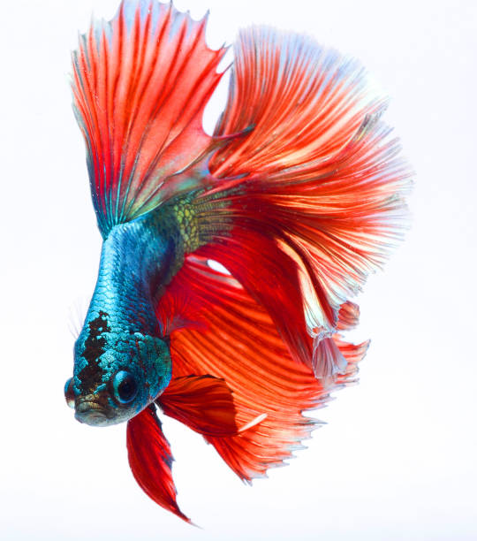 halfmoon betta fish, siamese fighting fish, betta splendens halfmoon betta fish, siamese fighting fish, betta splendens white halfmoon betta splendens fish stock pictures, royalty-free photos & images