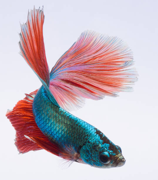 halfmoon betta fish, siamese fighting fish, betta splendens halfmoon betta fish, siamese fighting fish, betta splendens white halfmoon betta splendens fish stock pictures, royalty-free photos & images