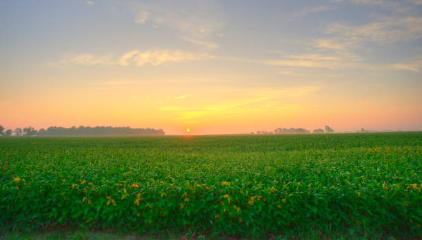istock Soybean field at sunrise-Tipton County, Indiana 1399573211
