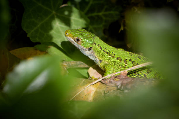 istock view on an european green lizard 1399573650