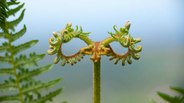 samambaia de forma infinita - fern stem bracken leaf - fotografias e filmes do acervo