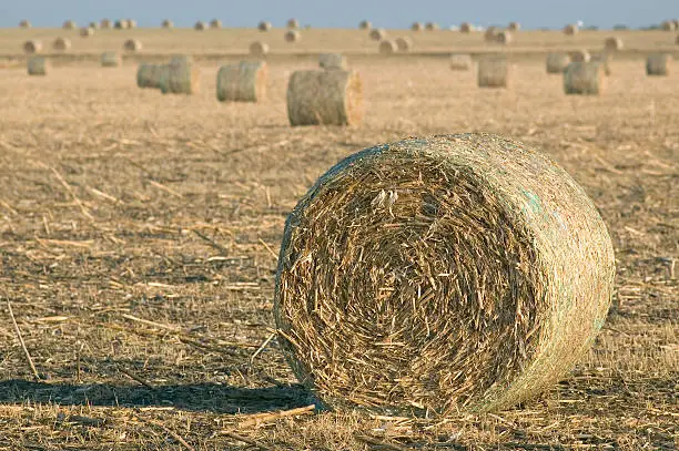 Grandview, Tx - Harvested hay bales lie in a field waiting to be stacked and stored for feeding farm animals over the winter.