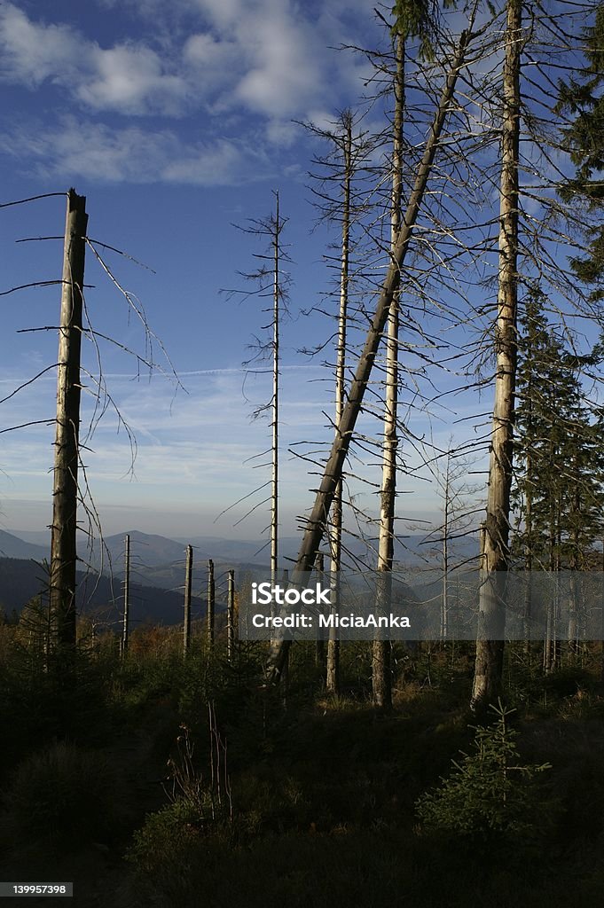 Dying bosque - Foto de stock de Abeto Picea libre de derechos