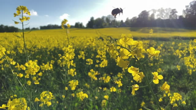Rape seeds field flowers on a sunny day in Scandinavia wiyh a bumblebee