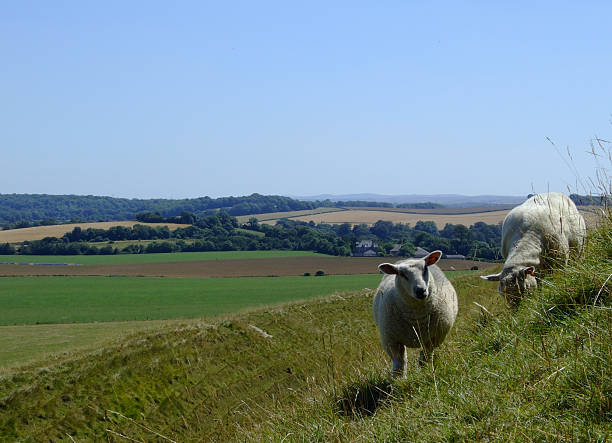 Sheep at Maiden Castle in Dorset County, England Thereâ??s no need to mow grass as sheep are grazing on the hills of Iron-age Maiden Castle fortification dorchester on thames stock pictures, royalty-free photos & images