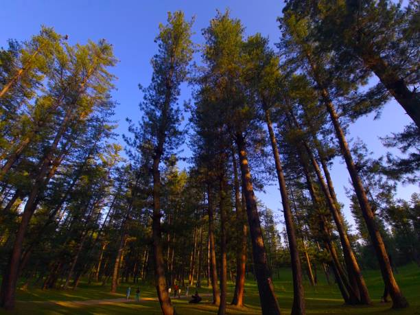 Sky seen through the treetops in the deep forest