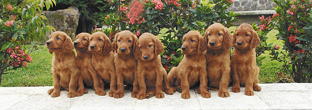 Oito setter Irlandês puppies - foto de acervo