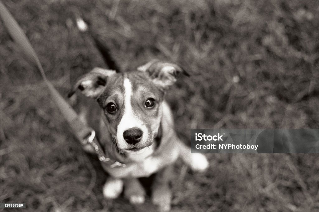 Show me the way 2 The Molly is one of those dogs that's more human than canine. Animal Stock Photo