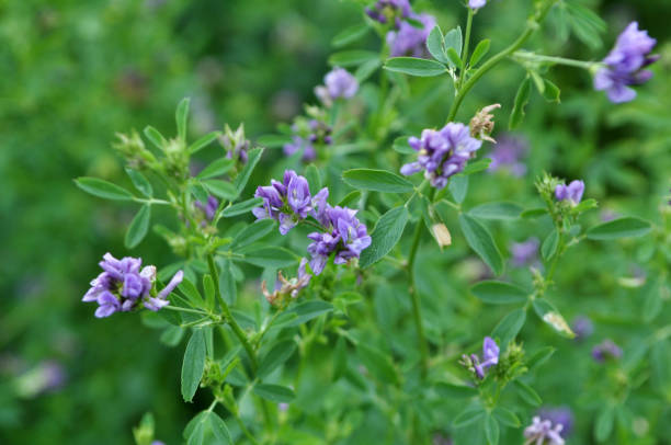 istock The field is blooming alfalfa 1399576148