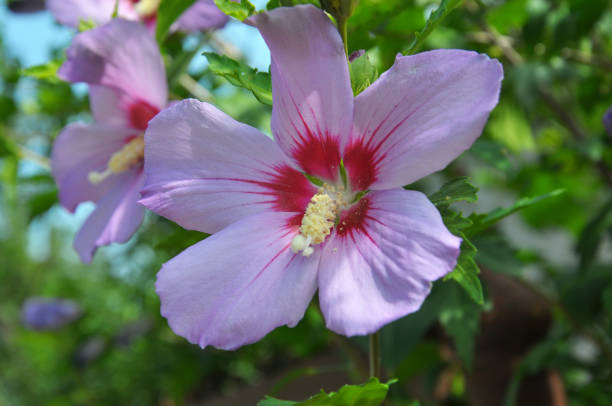 istock Hibiscus bush blooms in nature 1399576476