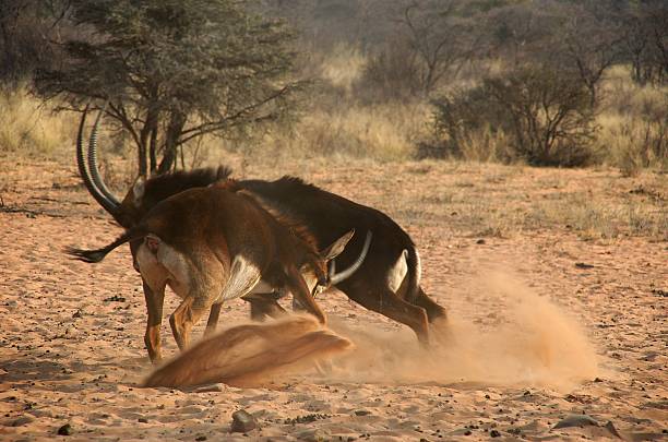 combate sable antelopes - shimba imagens e fotografias de stock