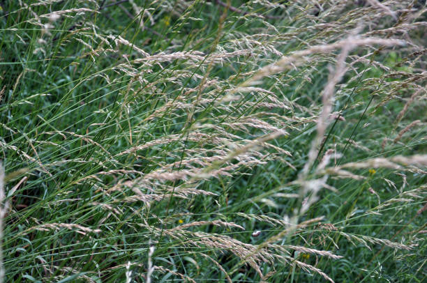 istock In nature, they are growing cereals herbs 1399576629