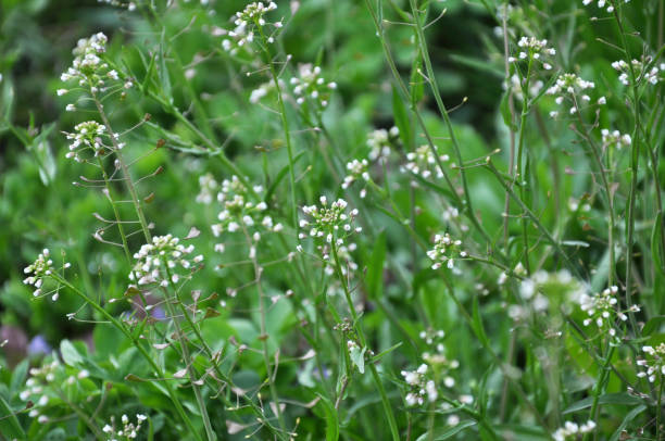 istock Capsella bursa-pastoris blooms in nature 1399576765