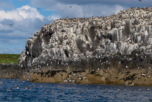 Colony of breeding seabirds on cliffs, Farne Islands, late May, UK.