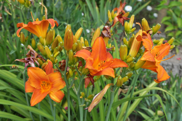 istock Irises blossom in the spring 1399577771