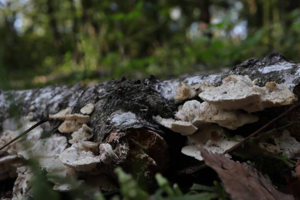 istock Little fungi in the spring forest 1399578651