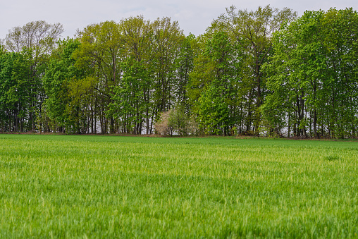 Green field of young wheat against the background of deciduous trees. Spring season, April. Web banner. Ukraine.